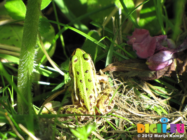 SX24043 Frog in Biesbosch